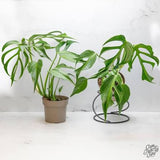 6" Monstera 'Burle Marx Flame'