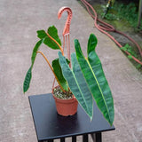 10"  Philodendron Billietiae