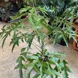 8" Schefflera Mato
