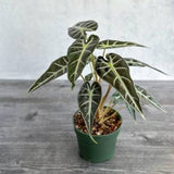 4" Alocasia Bambino
