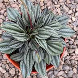 4” Peperomia San Marino