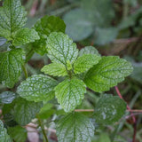 6" Lemon Balm