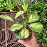 Hoya Obovata Reverse