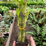 4" Lucky Bamboo
