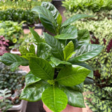 Gardenia 'Bush'