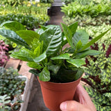 Gardenia 'Bush'