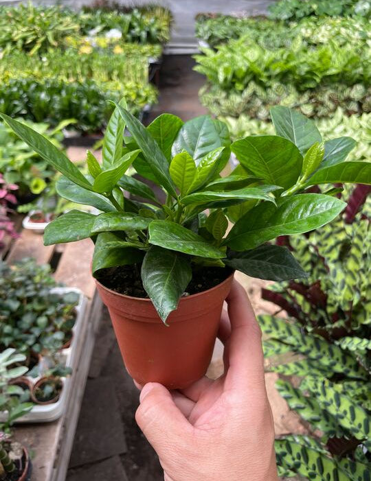 Gardenia 'Bush'