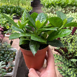 Gardenia 'Bush'