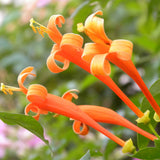 5 Gallon Orange Cape Honeysuckle