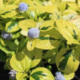 4" Ceanothus griseus horizontalis 'Diamond Heights'