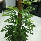 10" Monstera Swiss Cheese On Pole