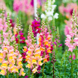 6" Snapdragon Flowering Plant Assorted Color