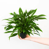 4" Philodendron Little Phil