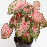 6" Caladium Pink Beauty