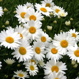 1 Gallon Chrysanthemum Maximum (Shasta Daisy)