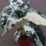 4" Alocasia Variegated Frydek