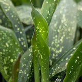 5" Cast Iron Plant Speckled