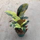 4" Decora Ficus Marble