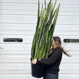 10" Sansevieria Zeylanica