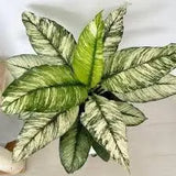 10” Variegated Spathiphyllum "Peace Lily"
