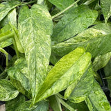 6" Epipremnum Pinnatum 'Mint'