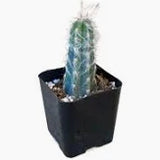 5" Lifesaver Cactus