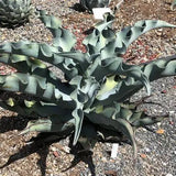 5 Gallon Agave gypsophila ‘Curly’ – Century Plant
