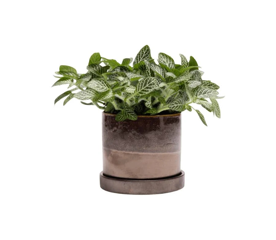 Minute Ceramic Planters - 8 Colors/4 Sizes
