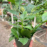 6" Hoya 'Shooting Star'