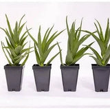 4" Aloe Ciliaris 'Climbing Aloe'