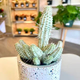 4" Euphorbia Mammillaris Variegate (Variegated Corn Cob Cactus)