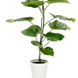 10" Ficus Umbellata