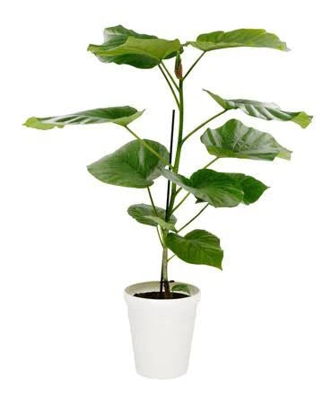 10" Ficus Umbellata