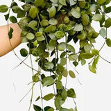 6" Hoya Eskimo
