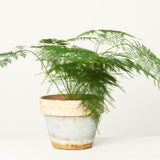 6" Plumosa Asparagus Fern