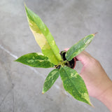 6" Philodendron 'Ring of Fire Variegated'