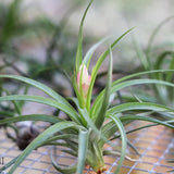Blooming Air Plant Assortment