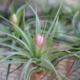 Blooming Air Plant Assortment