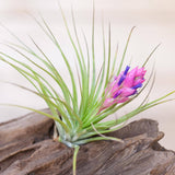 Blooming Air Plant Assortment