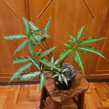 6" Syngonium Angustatum Little Star