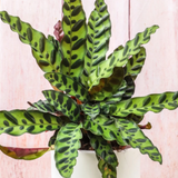 Plant Box