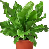Plant Box