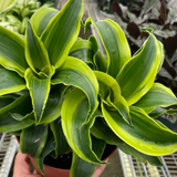 Plant Box