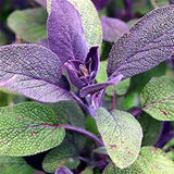 4" Purple Sage