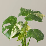 5" Monstera Thai Constellation