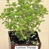 5" Lemon Thyme