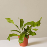 6" Staghorn Fern