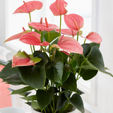 4" Anthurium