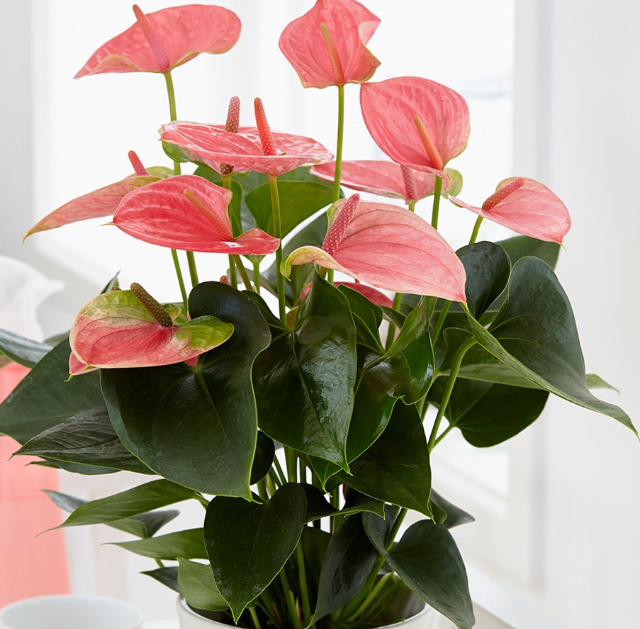 4" Anthurium Arrow