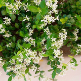 5 Gallon Star Jasmine Bush